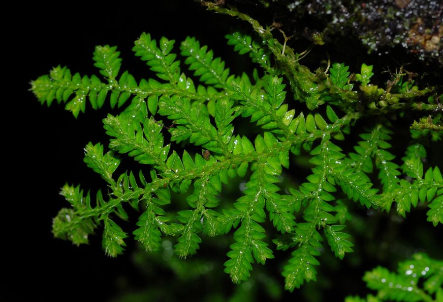 Selaginellaceae Selaginella flagellata