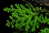 image of Selaginella flagellata