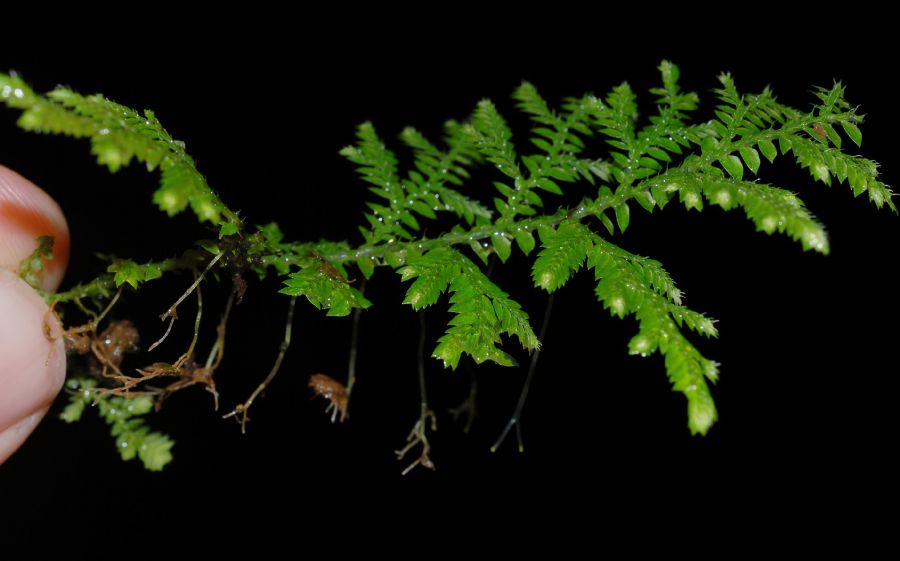Selaginellaceae Selaginella flagellata