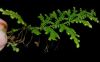 image of Selaginella flagellata
