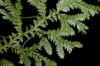 image of Selaginella flagellata