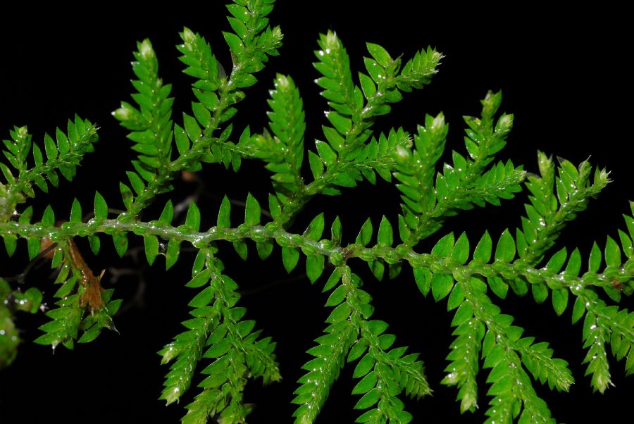 Selaginellaceae Selaginella flagellata