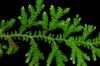 image of Selaginella flagellata