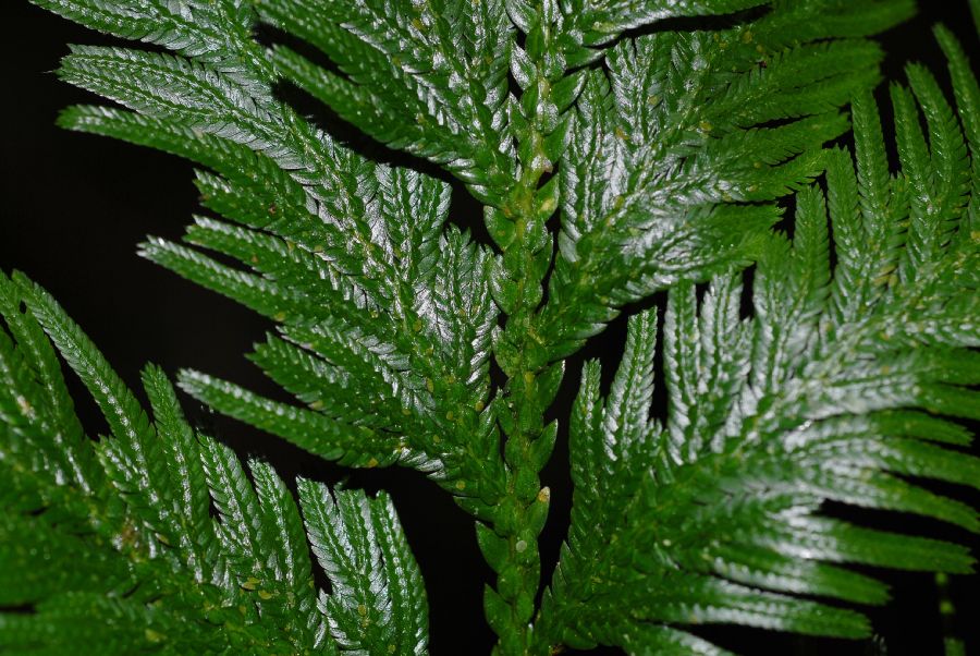 Selaginellaceae Selaginella anceps