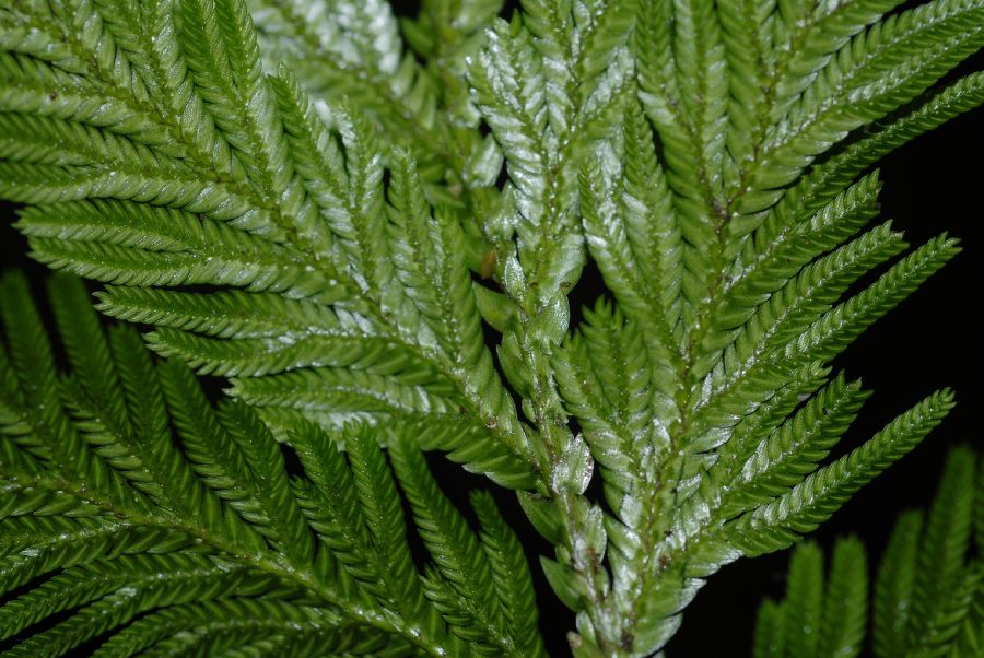 Selaginellaceae Selaginella anceps