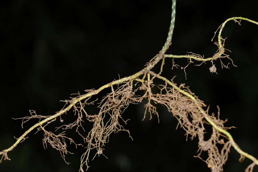 Selaginellaceae Selaginella anceps