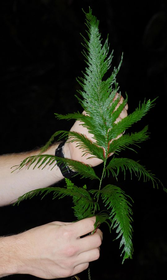Selaginellaceae Selaginella anceps