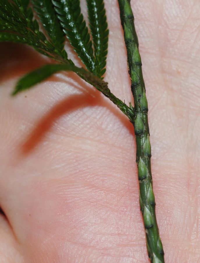 Selaginellaceae Selaginella anceps