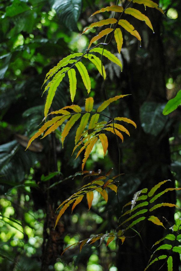 Blechnaceae Salpichlaena papyrus
