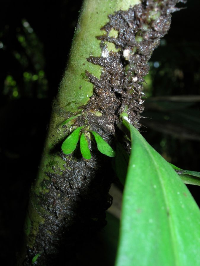Pteridaceae Anetium citrifolium