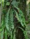 image of Campyloneurum aphanophlebium