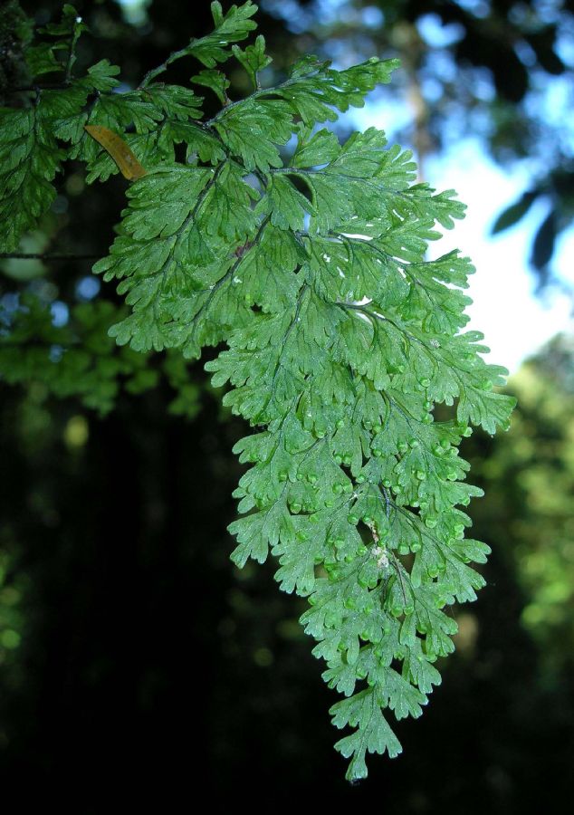 Hymenophyllaceae Hymenophyllum polyanthos
