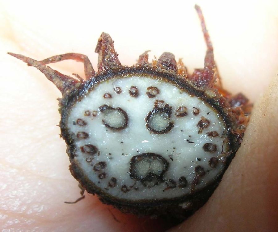 Dryopteridaceae Polybotrya caudata