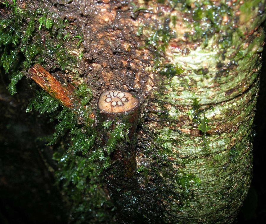 Dryopteridaceae Polybotrya caudata