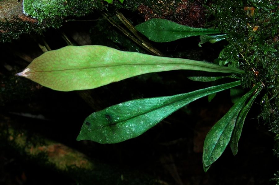 Pteridaceae Polytaenium cajenense