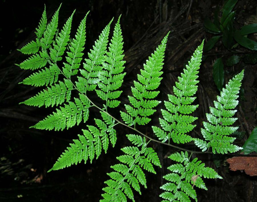 Saccolomataceae Saccoloma inaequale