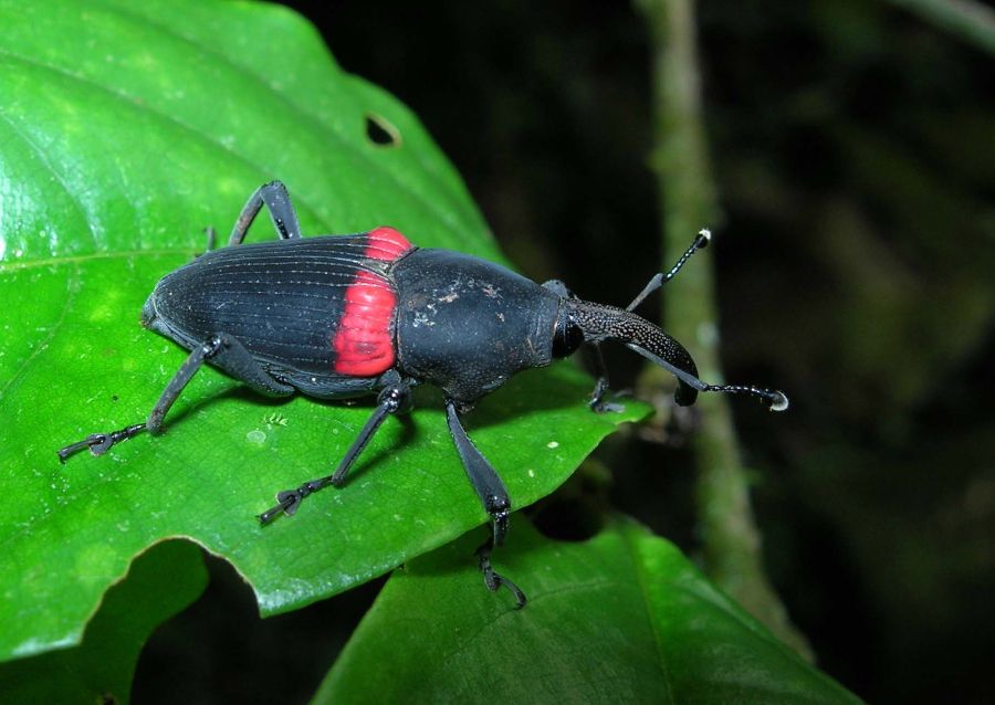 Curculionidae  