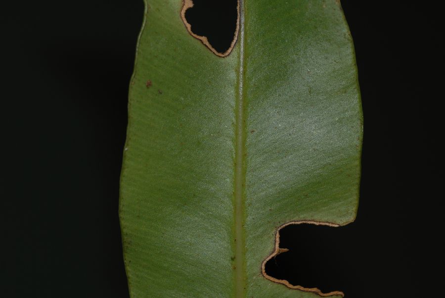 Dryopteridaceae Elaphoglossum latifolium