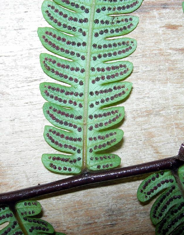 Thelypteridaceae Goniopteris eggersii
