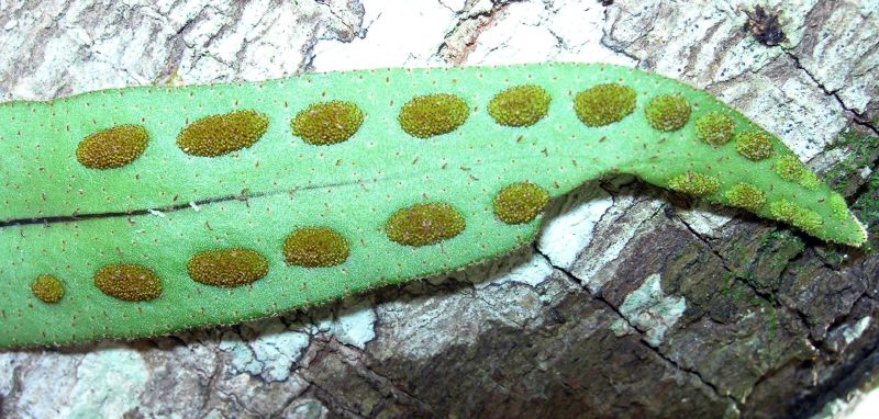 Polypodiaceae Pleopeltis astrolepis