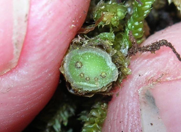 Polypodiaceae Pleopeltis furfuraceum