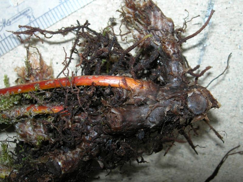 Polypodiaceae Pleopeltis furfuraceum