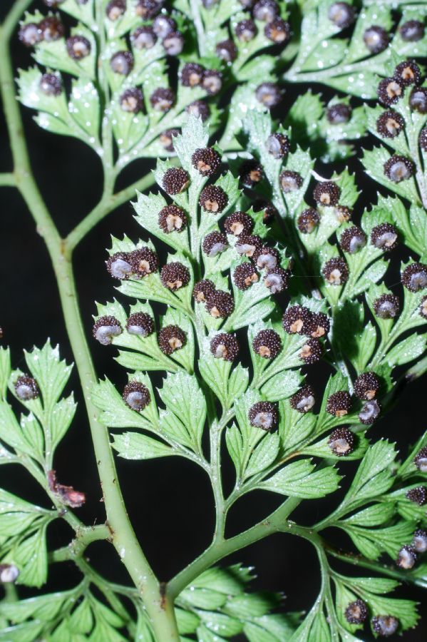 Dryopteridaceae Arachniodes denticulata