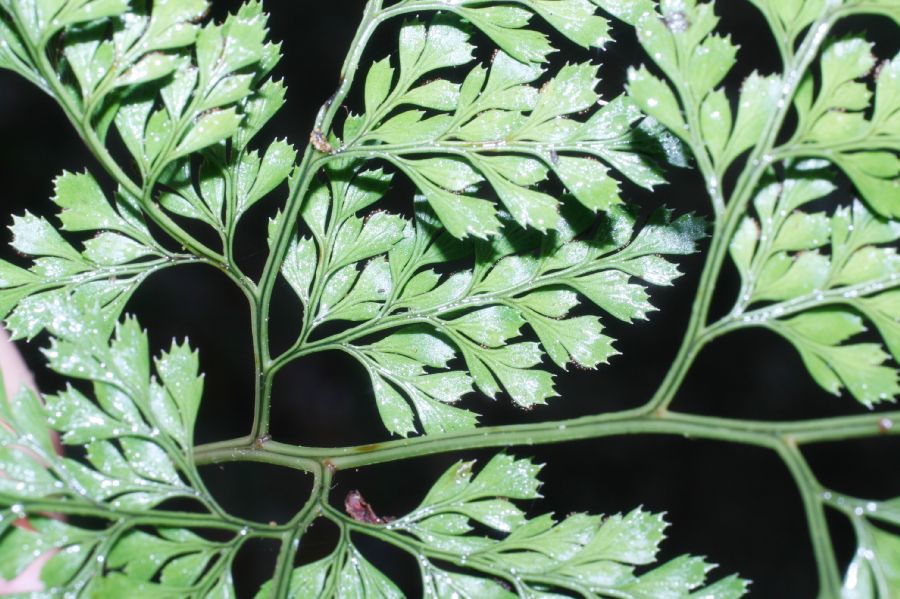 Dryopteridaceae Arachniodes denticulata