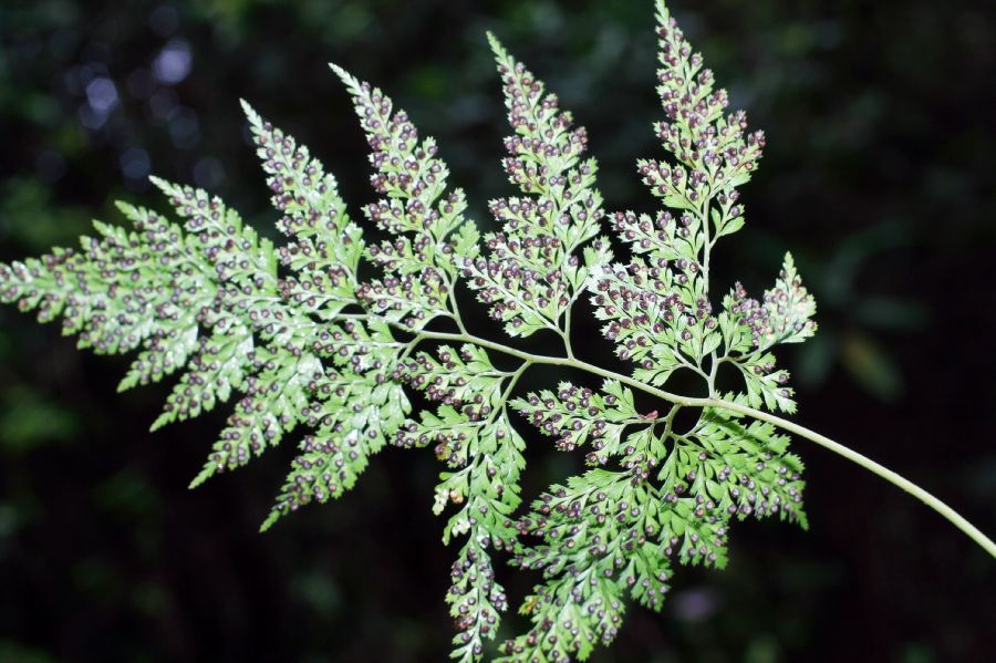 Dryopteridaceae Arachniodes denticulata