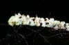 image of Campyloneurum angustifolium