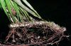 image of Campyloneurum angustifolium