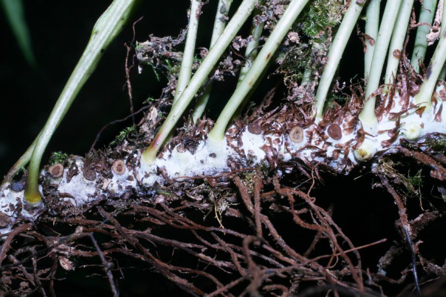Polypodiaceae Campyloneurum angustifolium