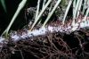 image of Campyloneurum angustifolium