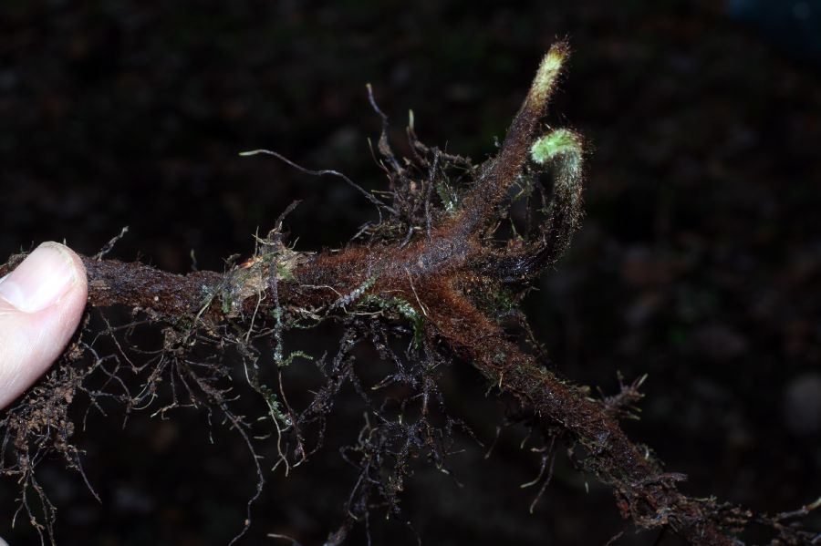 Dennstaedtiaceae Paesia glandulosa