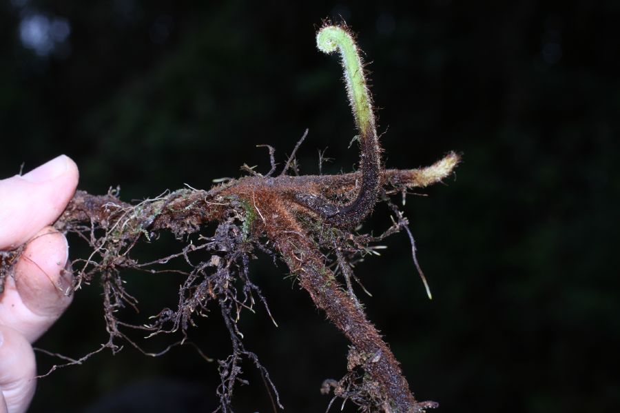 Dennstaedtiaceae Paesia glandulosa