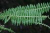 image of Amauropelta 