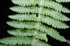 image of Amauropelta 