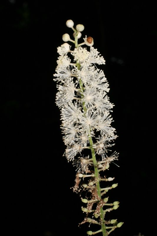 Ranunculaceae Actaea racemosa