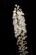 image of Actaea racemosa