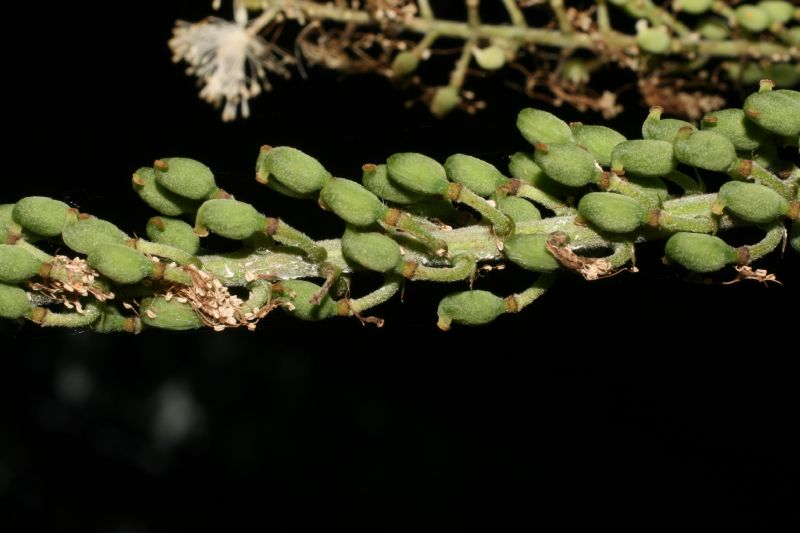 Ranunculaceae Actaea racemosa