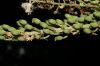 image of Actaea racemosa