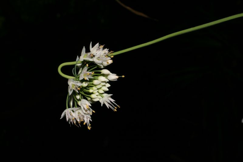 Amaryllidaceae Allium cernuum