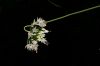 image of Allium cernuum