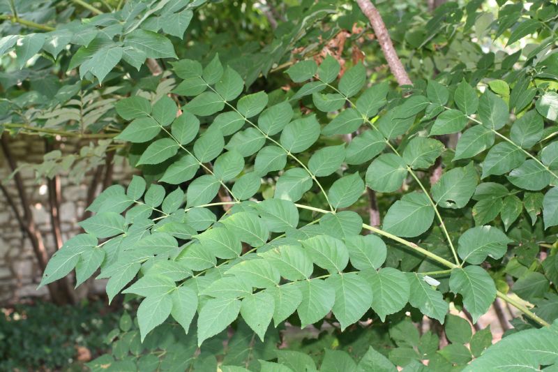 Araliaceae Aralia spinosa