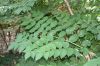 image of Aralia spinosa