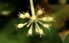 image of Aralia spinosa