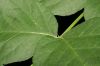 image of Aralia spinosa