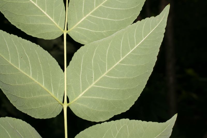 Araliaceae Aralia spinosa