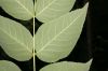 image of Aralia spinosa