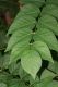 image of Aralia spinosa